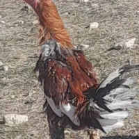 لاری|حیوانات مزرعه|مشگین شهر, |دیوار