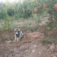 سگ افغان خالص|سگ|تهران, کیانشهر|دیوار