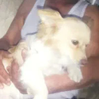 سگ خیلی خوبه نه توخونه دستشویی می‌کنه