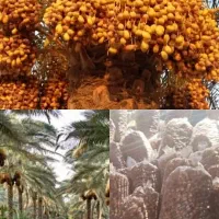 خرمای زاهدی درجه یک