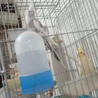 عروس هلندی|پرنده|پیرانشهر, |دیوار