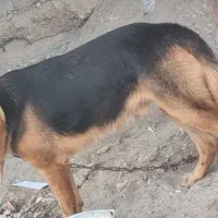 واگذاری|سگ|میناب, |دیوار