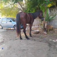 اسب دره شور|اسب و تجهیزات اسبسواری|بندرعباس, |دیوار