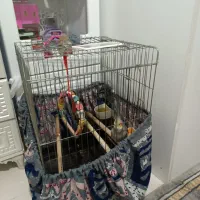 عروس هلندی باهوش|پرنده|پاکدشت, پاکدشت (مامازند)|دیوار