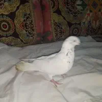 کبوتر از چند نژاد