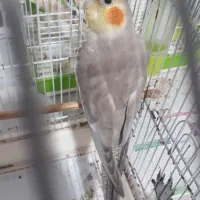عروس هلندی