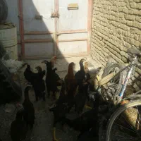 سلام تعدادی جوجه لاری فرشی دارم محلی ها|حیوانات مزرعه|شیروان (خراسان), |دیوار