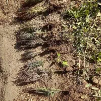 نهال|خدمات باغبانی و درختکاری|بیرجند, |دیوار