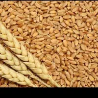 گندم امسال  حدود ۱۵۰۰ کیلو موجود برای فروش|عمده‌فروشی|گرمسار, |دیوار