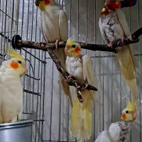 یک جفت عروس هلندی مولد به همراه سه جوجه دوماهه