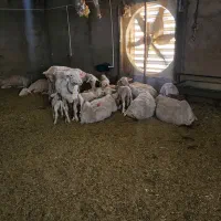 میش لاکن