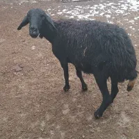 گوسفند واسه ی قربانی