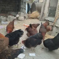 مرغ تخم گذار
