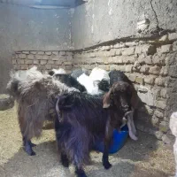 بزغاله|حیوانات مزرعه|سمنان, |دیوار