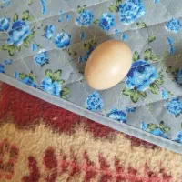 تخم مرغ نطفه داربوقلمو وتخم مرغ محلی|خوردنی و آشامیدنی|بجنورد, |دیوار