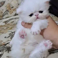 گربه های نژاد دار خرسی