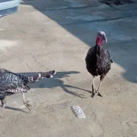 ۶ عدد بوقلمون نر سرحال|حیوانات مزرعه|ازنا, |دیوار