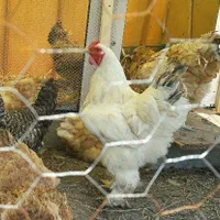جوجه مرغ زینتی(گلین چهل تاج وبرهماوکوشین وآیسبار )|حیوانات مزرعه|سیاهکل, |دیوار
