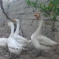 قو غاز مولد