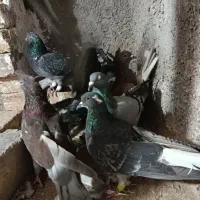 کبوتر پرشی|پرنده|اقبالیه, |دیوار