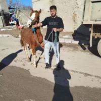 اسب کره|حیوانات مزرعه|ضیاء آباد, |دیوار