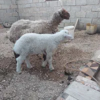 گوسفندوبره گاو گاومیش بز