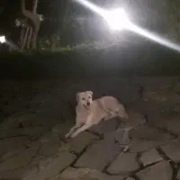 سگ نگهبان ماده