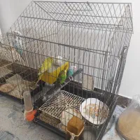 5 عدد مرغ عشق و 1 عدد عروس هلندی|پرنده|شهریار, شهرک وائین|دیوار