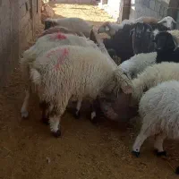 فروش بره نره چاق