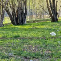 زمین-گلخانه-ای-و-یا-باغ
