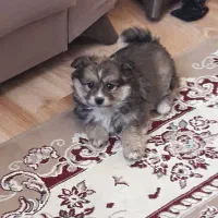 سگ شیتزو پودل