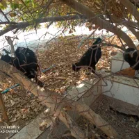 مرغ سلطان ونیمچه مرغ|حیوانات مزرعه|آبدان, |دیوار