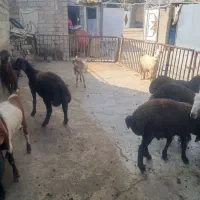 بره