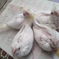 جوجه عروس هلندی|پرنده|طبس, |دیوار