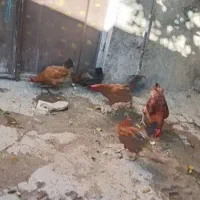 فروش ۶ عدد مرغ ویه خروس بعلت مهاجرت
