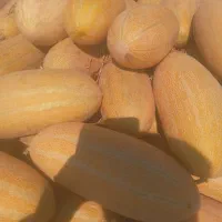 خربزه مشهد عسل|خوردنی و آشامیدنی|مشهد, تبادکان|دیوار