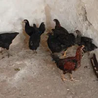 مرغ و خروس اصلاح نژادی