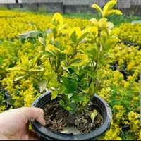 گلستان کاج وگل مهندس رحمانی|خدمات باغبانی و درختکاری|مشهد, امیریه|دیوار