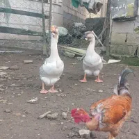 قوغاز اصیل نروماده