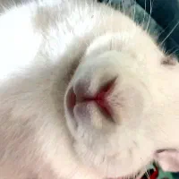 فوری خرگوش نَر گمشده|حیوانات|مشهد, حسینآباد|دیوار