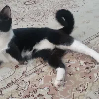 واگذاری رایگان گربه