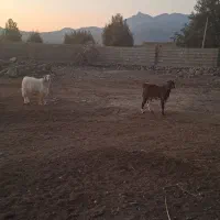 یه بز دوقلوها آبستن بادو کهره نر|حیوانات مزرعه|ارزوئیه, |دیوار