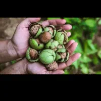 گردو تازه تحویل درب منزل