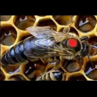 ایا کسی یا جایی سراغ دارین ملکه کارنیکا داشته باشن