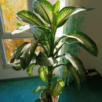 گل دیفن باخیا .