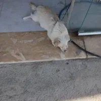 سگ گم شده سایت صنعتی مژدگانی 1تومن