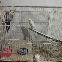 عروس هلندی  یک جفت لتیونو واهویی1400000