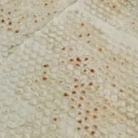 شاطر تافتون وخمیر گیر سنگک