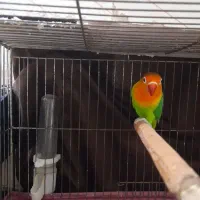 طوطی برزیلی و مرغ عشق