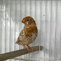 جفت فنچ هالف اورنج تازه بالغ